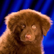Image for article titled Animal Planet Will See Your "Football" And Raise You Puppies